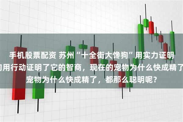 手机股票配资 苏州“十全街大馋狗”用实力证明了苏州的美食！狗用行动证明了它的智商，现在的宠物为什么快成精了，都那么聪明呢？